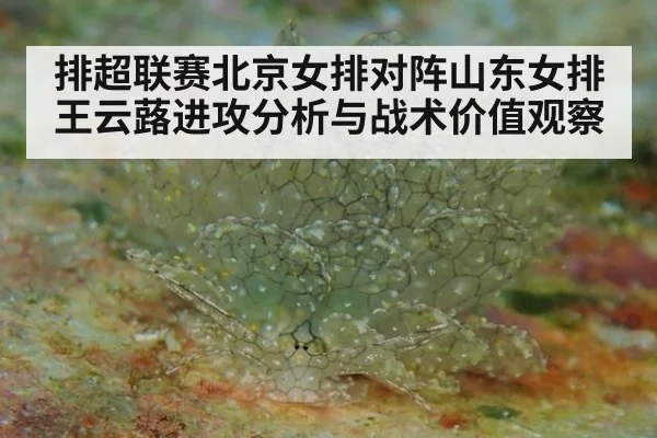 排超联赛北京女排对阵山东女排王云蕗进攻分析与战术价值观察
